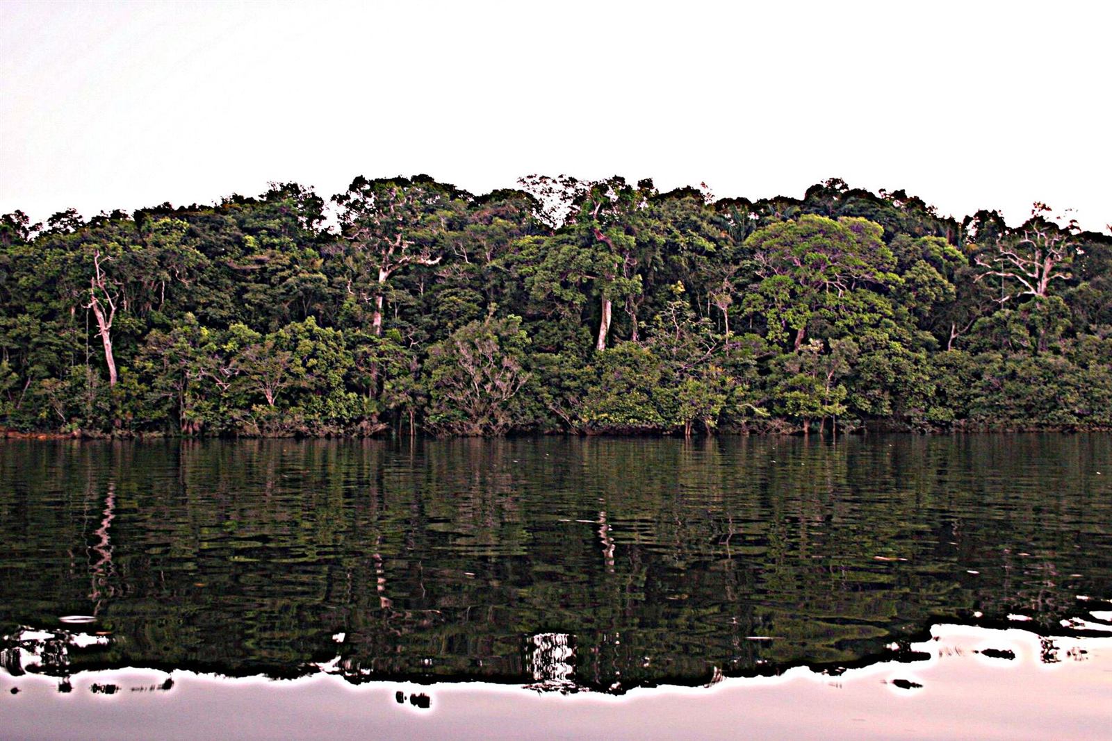 Trees of the Amazon reflected in dark river water