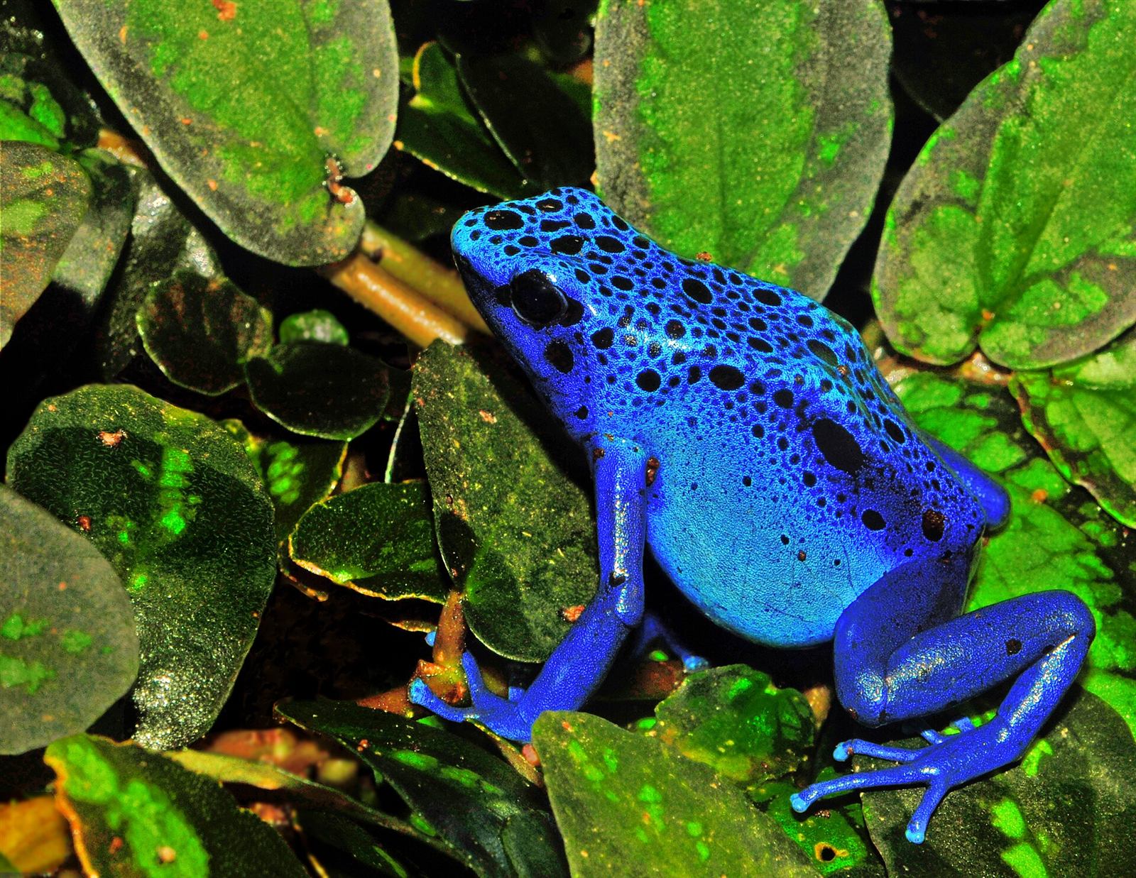 A blue poison dart frog
