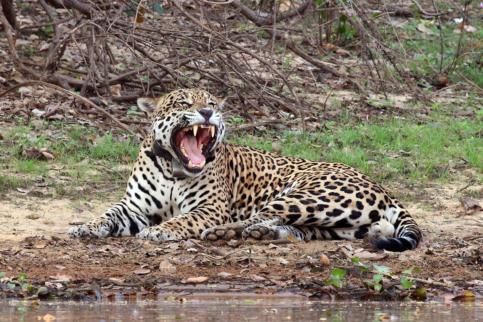 A jaguar