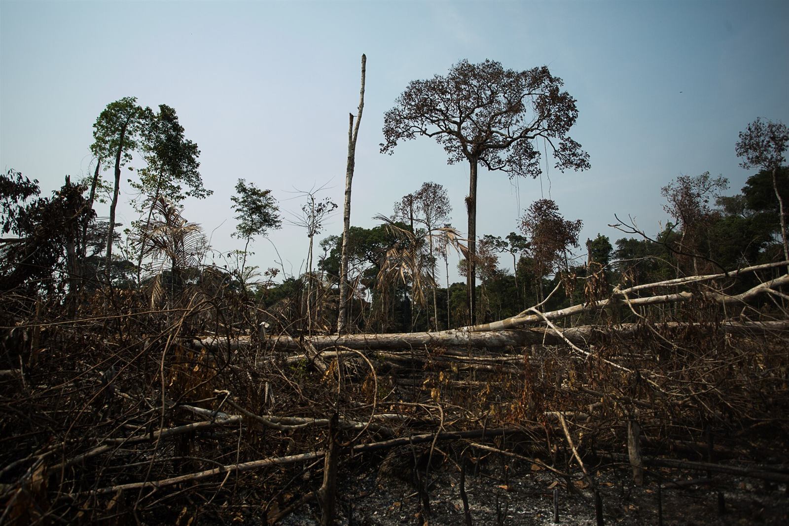 Cut down and burned trees in a deforested part of the Amazon