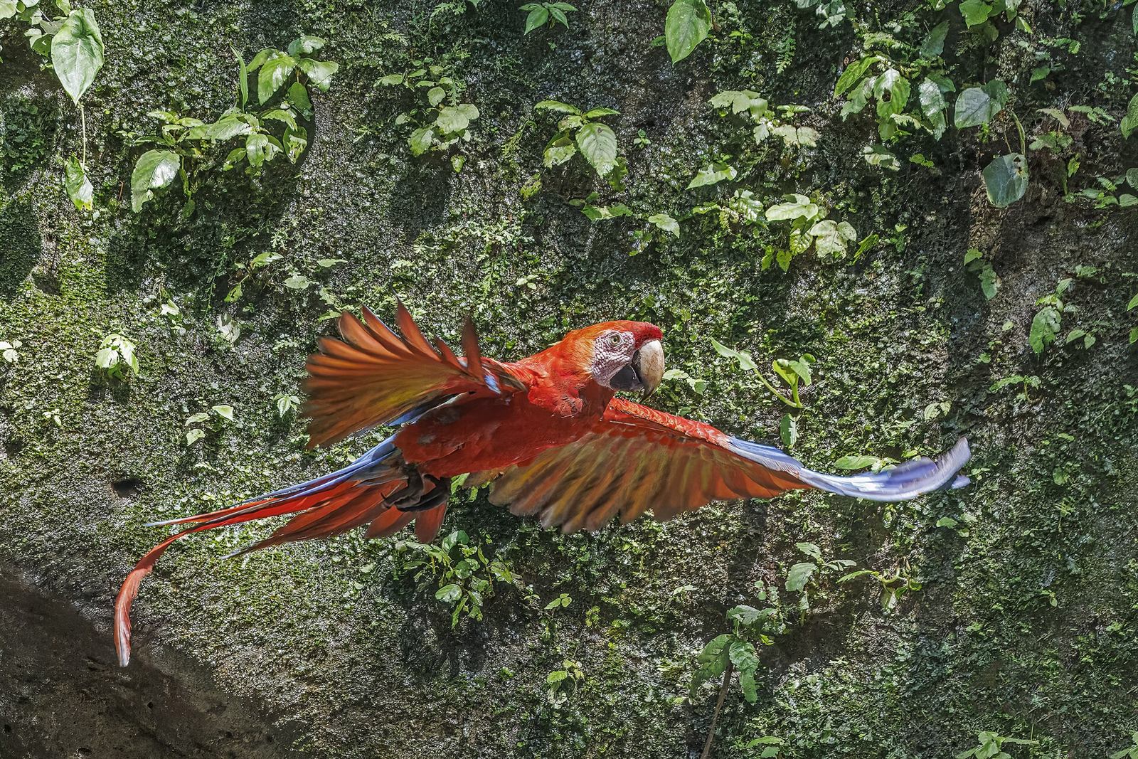A scarlet macaw flying over the rainforest canopy
