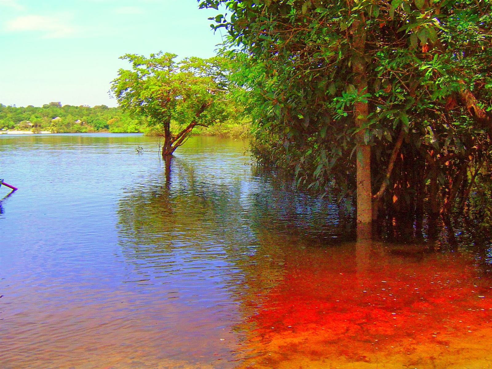 A flooded forest at sunset